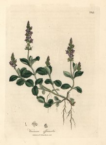 Purple flowered veronica, Veronica officinalis