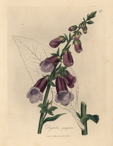 Purple foxglove, Digitalis purpurea by James Sowerby