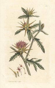 Purple Starthistle by James Sowerby