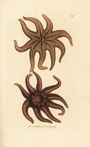 Purple Sun Star, Solaster endeca