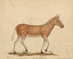 Quagga Zebra by James Sowerby