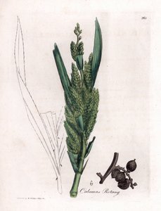 Rattan Palm, Calamus rotang by James Sowerby