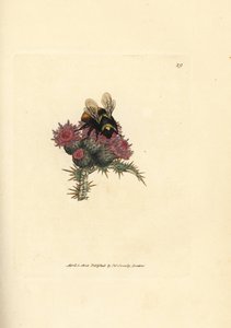 Red-tailed bumblebee, Bombus lapidarius (Apis flavicollis) on a thistle