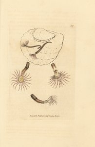 Sand worm with crimson feelers, Amphitrite rosea by James Sowerby