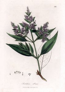 Indian sandalwood, Santalum album by James Sowerby