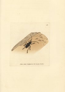 Sarosesthes fulminans beetle