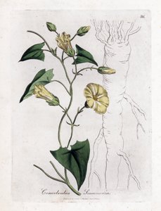 Scamonee - Scammony bindweed, Convolvulus scammonia by James Sowerby