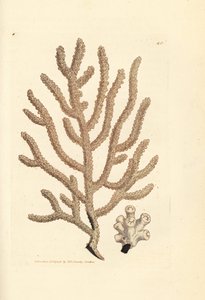 Sea fan, Gorgonia species