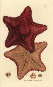 Sea star or starfish, Hippasteria phrygiana