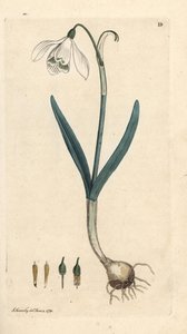 Snowdrop, Galanthus nivalis