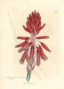 Socotorine aloe, Aloe perfoliata socotorina by James Sowerby