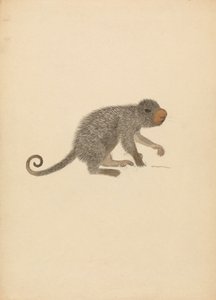 South American Porcupine by James Sowerby