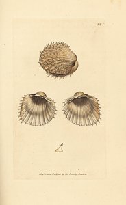 Spiny cockle, Acanthocardia aculeata