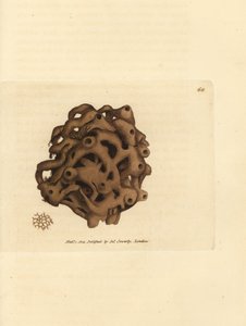 Sponge, Haliclona cinerea (Cancellated sponge, Spongia cancellata) by James Sowerby