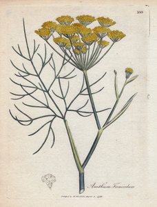 Sweet fennel