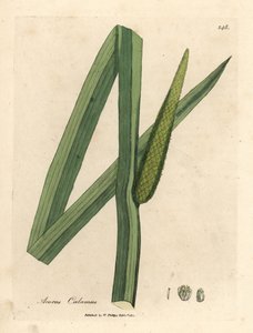 Sweet flag, Acorus calamus
