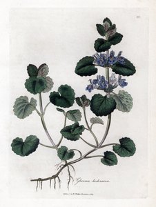 Terrestrial Ivy - Ground Ivy, Glecoma Hederacea by James Sowerby
