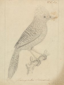 Tufted Antshrike by James Sowerby