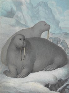 Tusked Walruses by James Sowerby