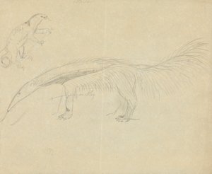 Two Anteaters