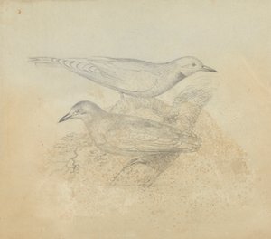 Two Birds on a Branch