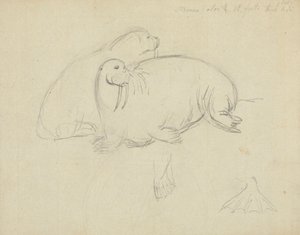 Two Walruses (detail)