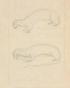 Two Weasels by James Sowerby
