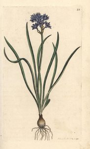 Vernal or Spring Squill, Scilla Verna (Spring Scille)