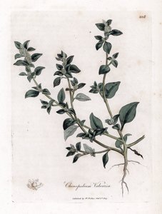 Vuvaire - Stinking Goosefoot, Chenopodium Vulvaria