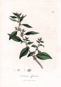 Wall pellitory, Parietaria officinalis by James Sowerby