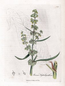 Water Patience or Aquatic Patience - Great water dock, Rumex hydrolapathum