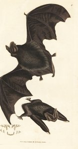 Western Barbastelle Bat (Handcoloured Copperplate Engraving by James Sowerby from The British Miscellany) by James Sowerby