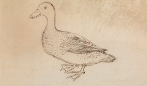 White-faced Whistling Duck