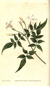 White Jasmine or Common Jasmine, Jasminum officinale by James Sowerby