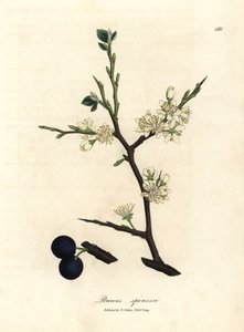 White blossom and blue berries of the sloe tree, Prunus spinosa by James Sowerby