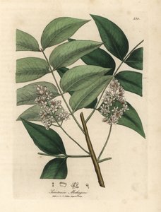 White blossomed mahogany tree, Swietenia mahogani