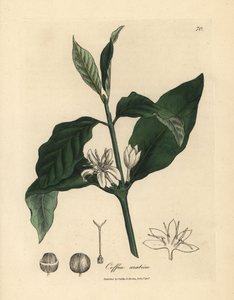 White flower, leaves and bean of the coffee plant, Coffea arabica by James Sowerby