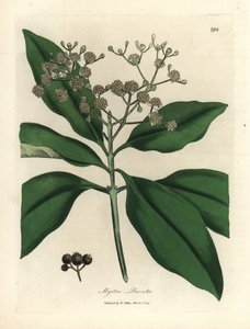 White flowered all-spice tree, Myrtus pimenta