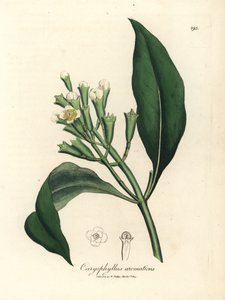 White flowered clove spice tree, Caryophyllus aromaticus