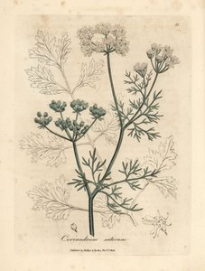 White flowered coriander, Coriandrum sativum by James Sowerby