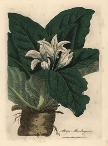 White Flowered Mandrake