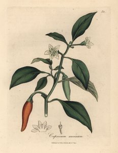 White flowered, scarlet guinea pepper, Capsicum annuum