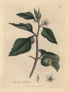 White Flowered Winter Cherry
