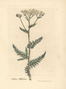 White flowered yarrow or milfoil, Achillea millefolium