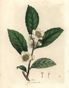 White Flowers and Green Tea Leaves, Thea bohea, Camellia sinensis by James Sowerby