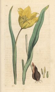Wild tulip, Tulipa sylvestris by James Sowerby