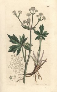 Wood Sanicle, Sanicula europaea (Handcoloured copperplate engraving)