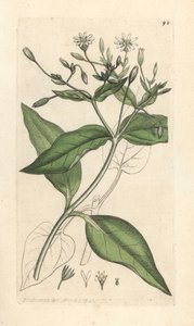 Wood stichwort, Stellaria nemorum