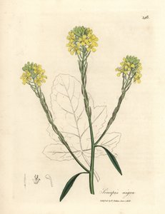 Yellow Flowered Black Mustard, Sinapis nigra