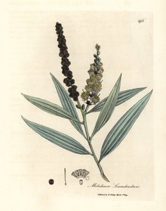 Yellow Flowered Cajeput Tree, Melaleuca leucadendron by James Sowerby